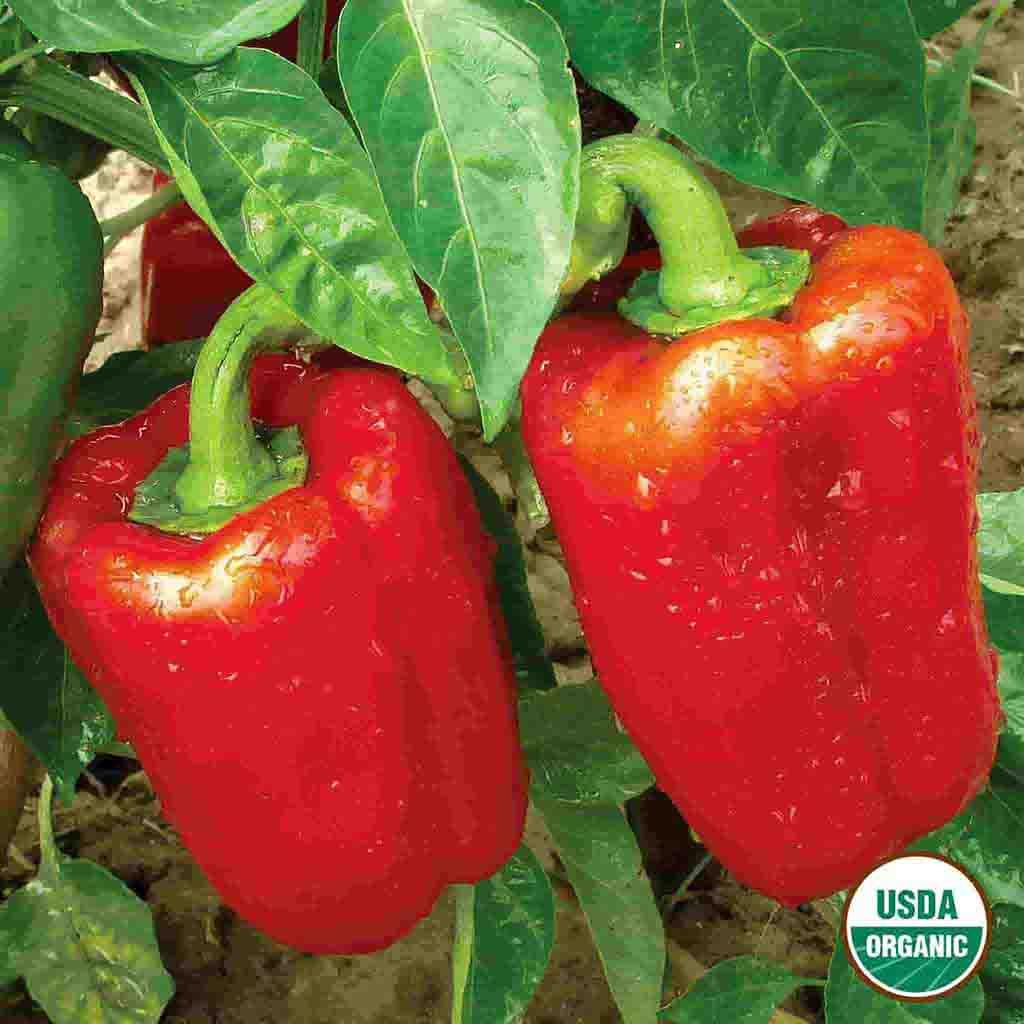 Organic California Wonder Bell Pepper Seeds from Ferry Morse Home Gardening